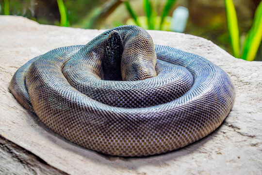 The black-headed python (Aspidites melanocephalus) is a species of snake in the family Pythonidae (the python family). The species is endemic to Australia.
