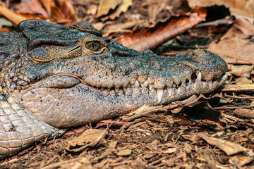 Obraz premium The Philippine crocodile (Crocodylus mindorensis) is one of two species of crocodiles found in the Philippines; went from data deficient to critically endangered in 2008