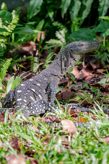 Fototapeta premium Salvadori's monitor (Varanus salvadorii) is one of the longest lizards in the world It is an arboreal lizard with a dark green body marked with bands of yellowish spots.
