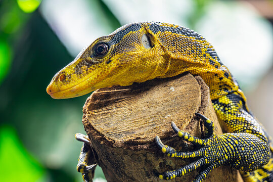 The yellow-headed water monitor (Varanus cumingi).
It is a large species of monitor lizard in the family Varanidae. The species is endemic to the Philippines. 
