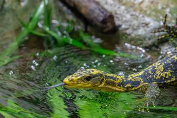 The yellow-headed water monitor (Varanus cumingi).
It is a large species of monitor lizard in the family Varanidae. The species is endemic to the Philippines. 