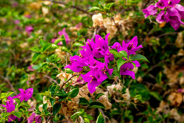 Fototapeta premium Pink Bougainvillea flowers on a beach of Thailand.