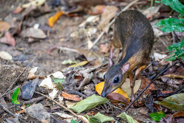 Fototapeta premium the wild lesser mouse deer (Tragulus kanchil) in Lower Peirce Reservoir Park Singapore. a species of even-toed ungulate in the family Tragulidae.