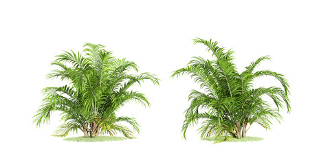 Fototapeta premium palm tree isolated on white background