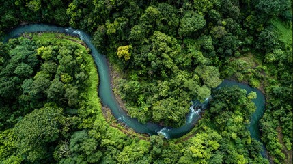 Fototapeta premium River winding through lush green forest