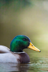 Obraz premium Mallard close-up swimming in a pond