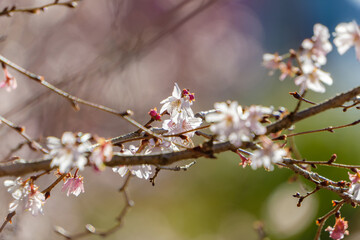春の訪れを告げる寒桜の薄ピンク色の花と枝のクローズアップ