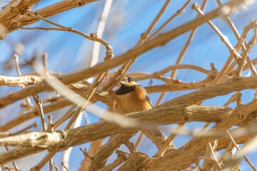 青空を背景に木の枝に留まる野鳥のヤマガラの姿