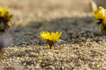 砂利の地面から芽吹き黄金色に咲く福寿草の花
