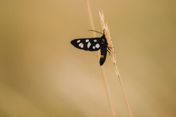 Amata nigricornis moth resting on dry grass stem in meadow