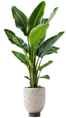 A beautiful palm plant , isolated over transparent background, PNG cut-out