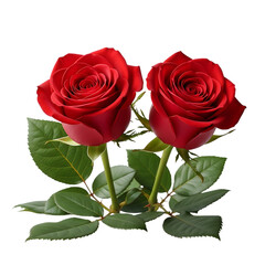 Naklejka premium Two beautiful red roses with green leaves isolated on transparent background