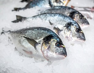Fresh Dorado on Ice - A Close-Up of Seafood Delicacy.