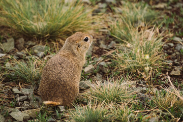 A small brown ground squirrel gopher with a short tail sits on rocky terrain surrounded by patches of green grass, captured from a side angle on a cloudy day with soft natural lighting