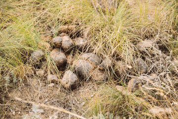 Przewalski horse droppings scattered on dry grassland. The droppings are round and dark brown, blending with the natural environment.