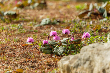 冬の庭の地面に低く咲くピンクのガーデンシクラメン