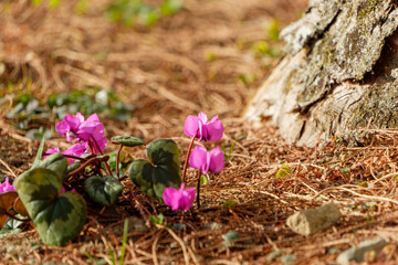大きな木の根元にひっそりと鮮やかに咲くピンクのシクラメン