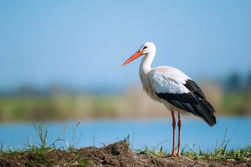 Fototapeta premium White stork stands near a calm water body in a natural setting during bright daylight