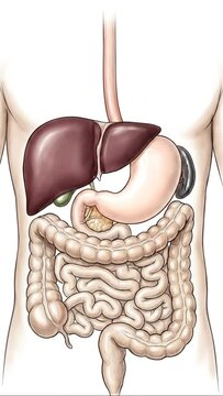 Human digestive system anatomy illustration isolated on white
