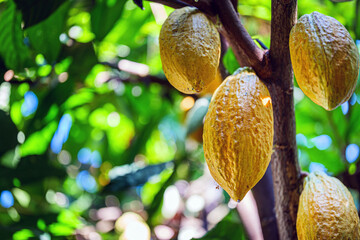 Ripe yellow Cacao pods Hanging on Tree Branch