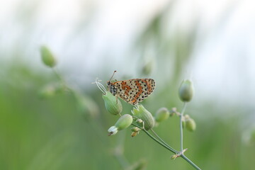 una farfalla melitaea didyma su della silene vulgaris