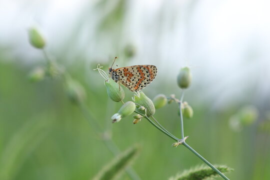 una farfalla melitaea didyma su della silene vulgaris