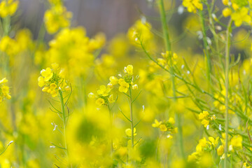 春の野原に咲く黄色い菜の花 満開の花畑