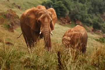 African Elephants in Their Natural Habitat Walking Through Tall Grass