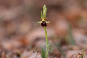 orchidea selvatica in primavera al tramonto