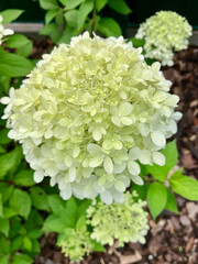 Hortensienbl&uuml;te 