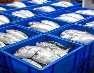 Freshly Caught Fish in Blue Crates Ready for Market.