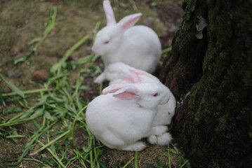 White rabbit in the garden. close-up detail of a white rabbit. white rabbit in the wild looking for food