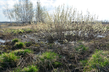 Springtime Marsh with Budding Willow Bush in sunlight