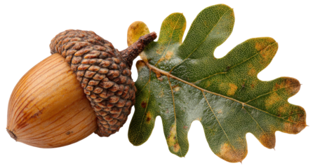 High-Resolution Acorn with Oak Leaf and Cap, Natural Brown Texture, Earthy Tones Isolated on Transparent Background