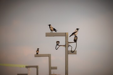 Three birds perched on poles against a serene sky at dusk, capturing a tranquil moment in nature