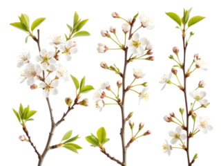 seamless pattern with flowers