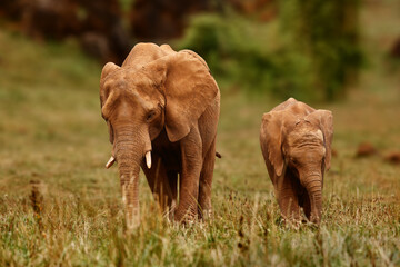 African Elephant and Calf Walking Together on the Savannah