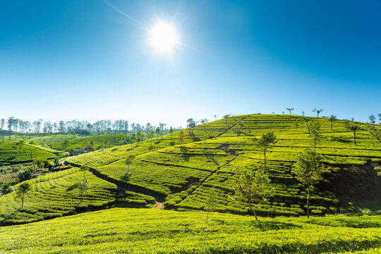 Sri Lanka tea plantations view