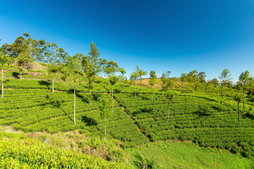 Sri Lanka tea plantations view
