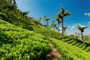 Sri Lanka tea plantations view