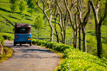 Sri Lanka tea plantations view