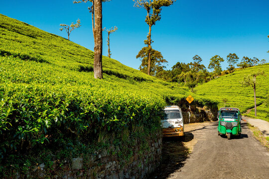Sri Lanka tea plantations view