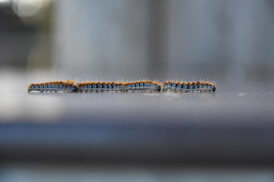 Chenilles processionnaires &agrave; la file indienne sur une surface lisse de jeux destin&eacute;s aux enfants