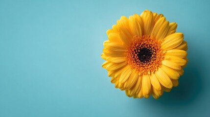 Vibrant yellow gerbera daisy on blue background for floral design,National Sunflower Day