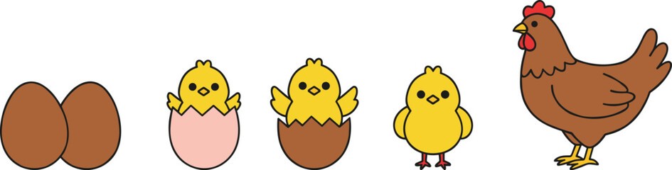 Chicken life cycle illustration showing eggs, hatching chick, baby chick and adult hen, cute cartoon farm animal growth stages vector design