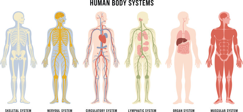 Human body systems vector chart, anatomy comparison design, educational medical illustration, health science diagram, flat vector illustration