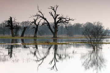 Landscape in the park. Old trees.