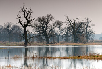 Landscape in the park. Old trees.