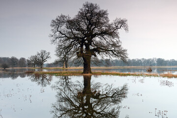 Landscape in the park. Old trees.