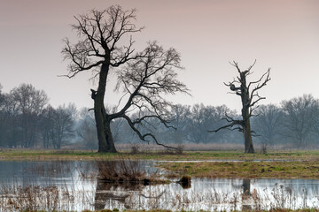 Landscape in the park. Old trees.